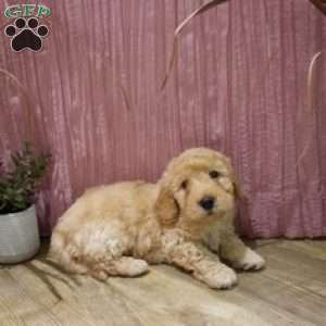 Duke, Mini Goldendoodle Puppy